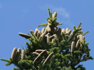 Abies cilicica - Cilician fir