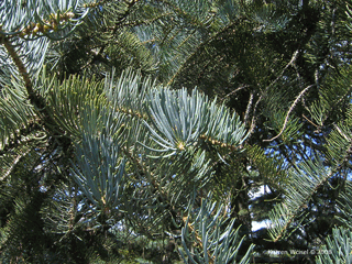  Abies concolor - White fir