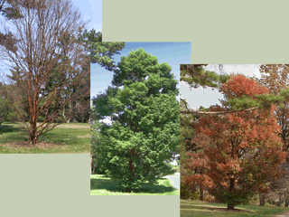 Winter, summer, fall habit of Paper-bark maple