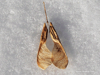Acer negundo - Boxelder winter identification