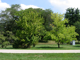 Acer rubrum photo of male and female red maple trees in summer 2006, male tree is fuller than female