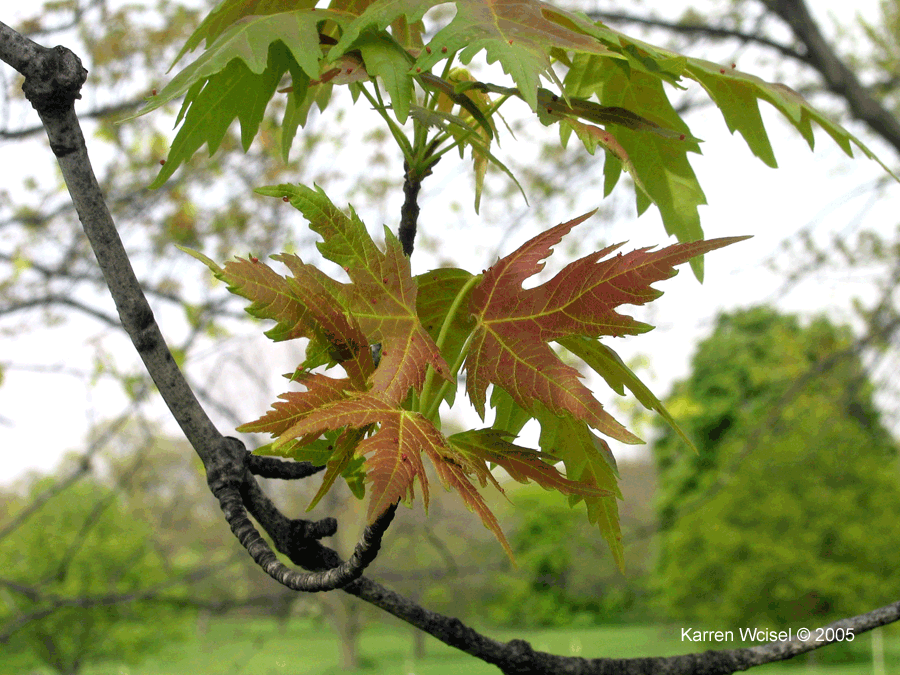 Leaves of Silver Maple (Acer saccharinum) in early May