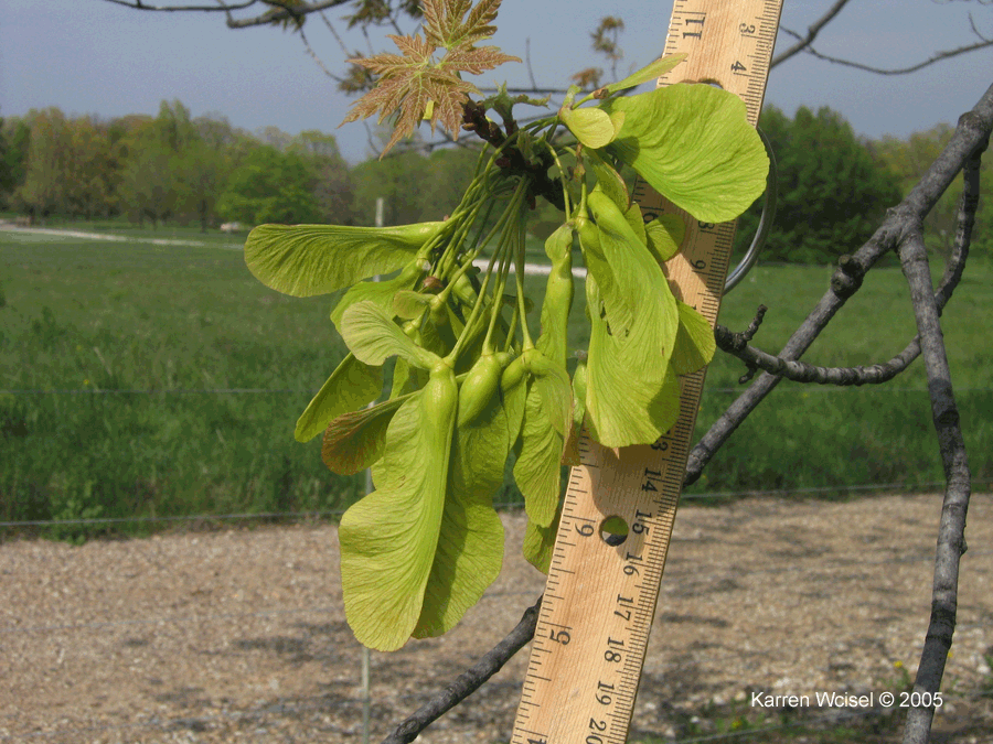 Fruit (samara) of Silver Maple (Acer saccharinum) in early May