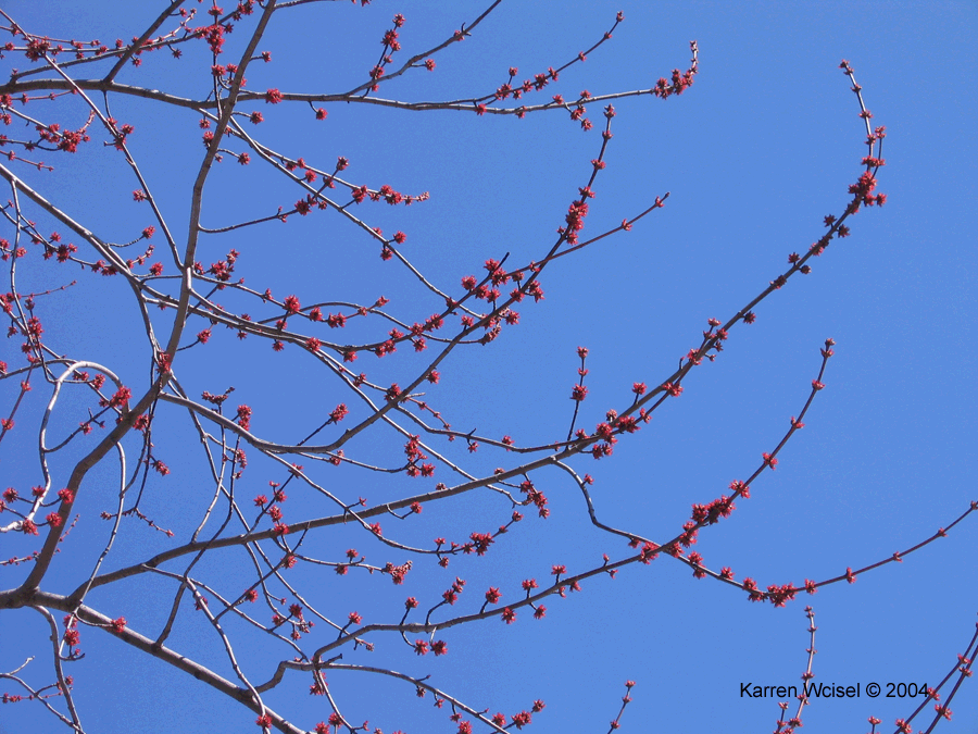 Silver maple pistillate flowers have opened before mid March