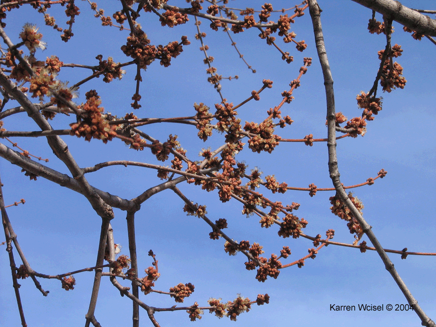 Silver maple staminate flowers have opened before mid March