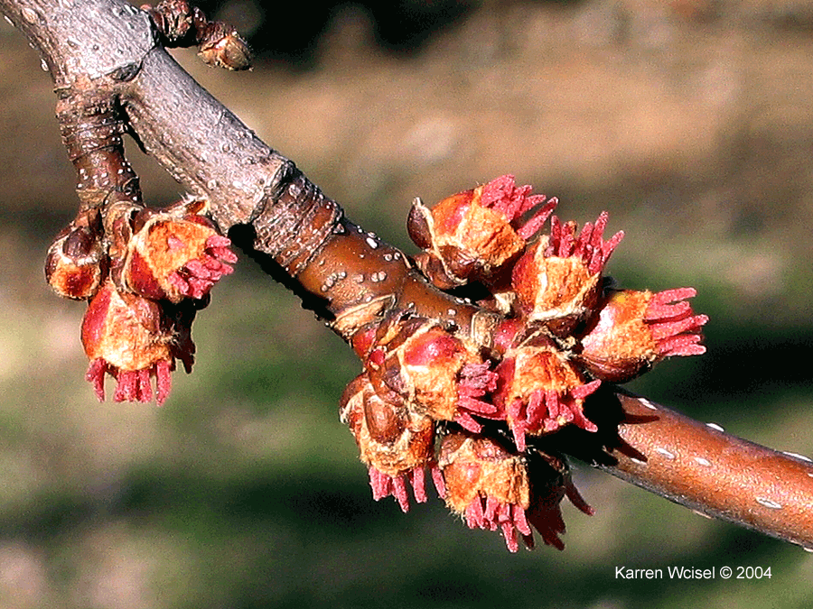 Acer saccharinum close up of pistillate flowers