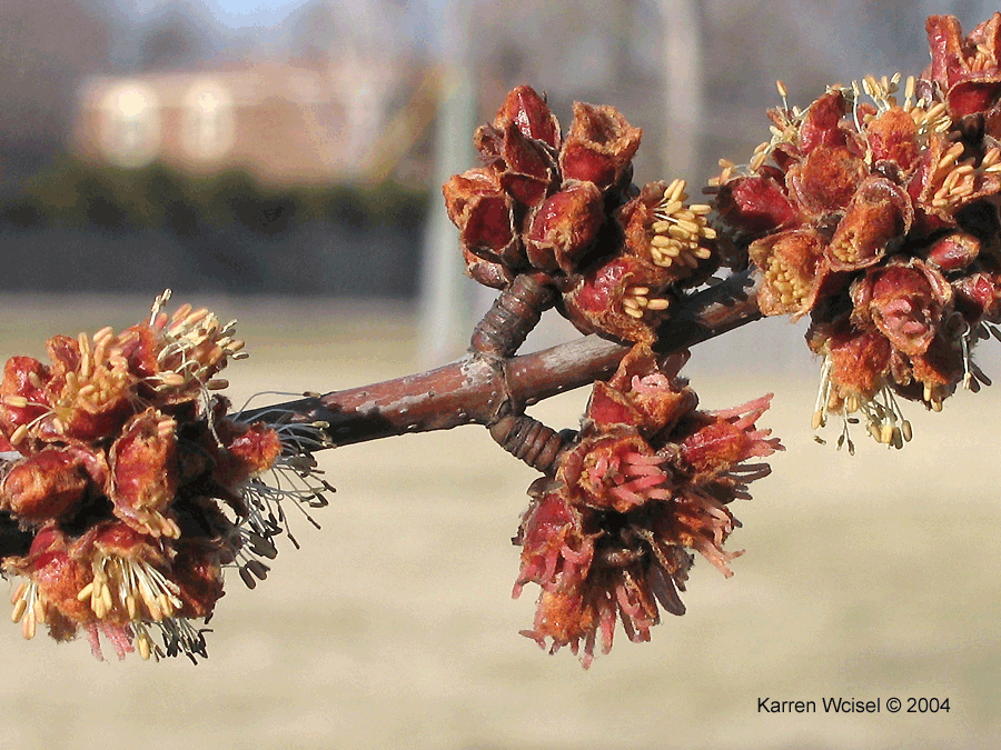 Acer saccharinum close up of pistillate and staminate flowers