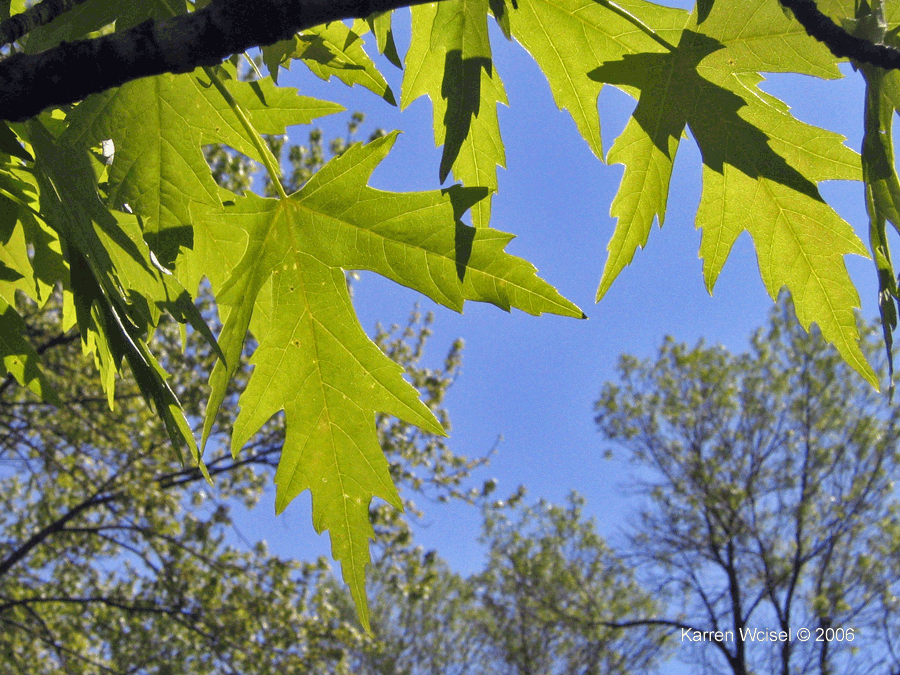 Leaf of Silver Maple (Acer saccharinum) in early May