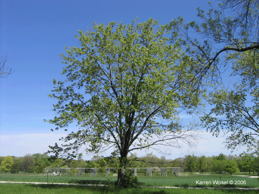 Silver maple entire tree in early May