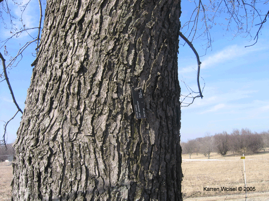 Bark of Silver Maple (Acer saccharinum)