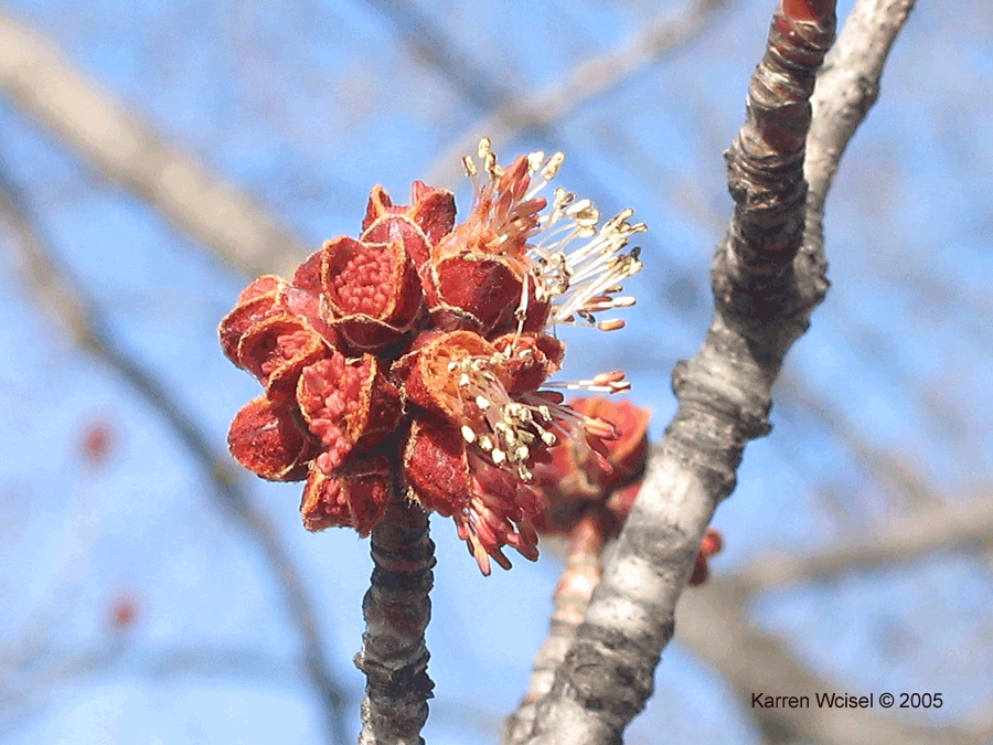 Acer saccharinum close up of staminate flowers
