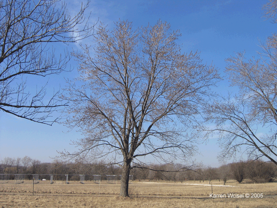 Silver maple entire tree in late March