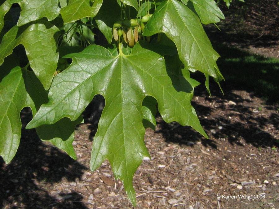 Acer saccharum Sugar Maple - Leaves and fruit