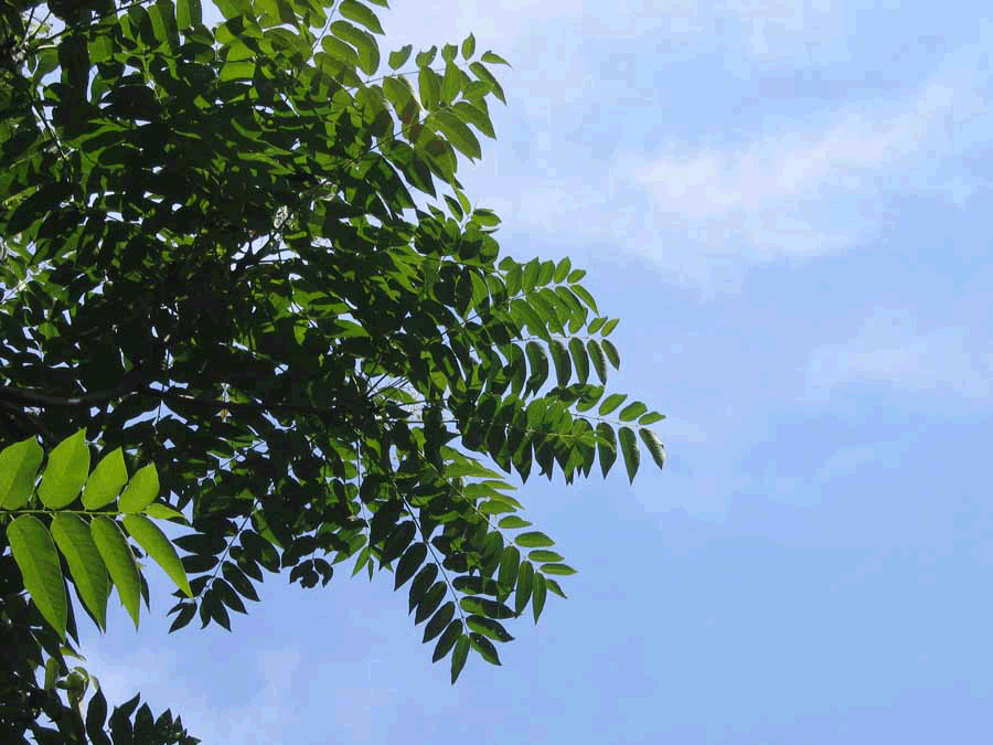 Tree of Heaven - leaves pinnately compound - looking at leaves from below