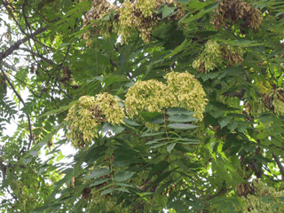 Tree of Heaven - tree covered with large clusters of fruit