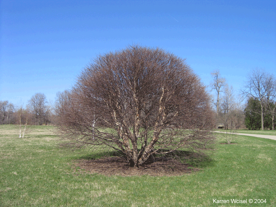 Fox Valley River Birch