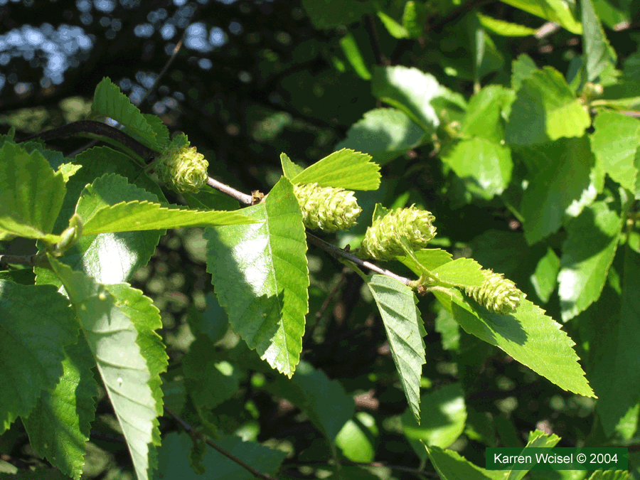 Fox Valley River Birch