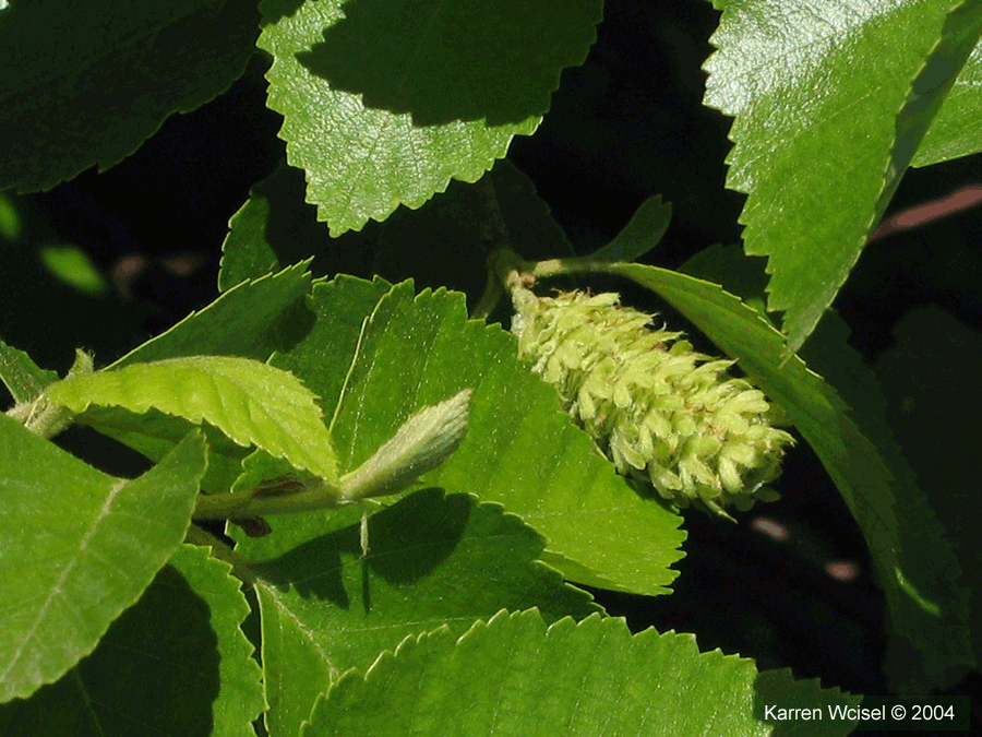 Fox Valley River Birch