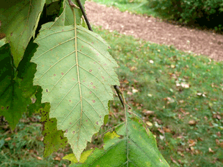 Betula nigra, - River birch