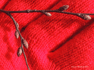 Carpinus caroliniana American hornbeam winter buds