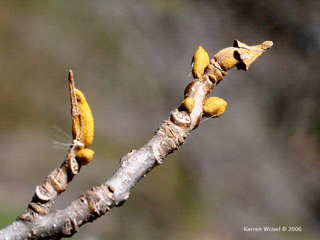 Carya cordiformis - Bitternut hickory  winter buds