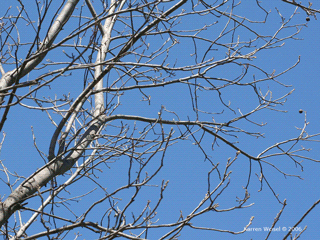 Carya cordiformis - Bitternut hickory tree habit in winter
