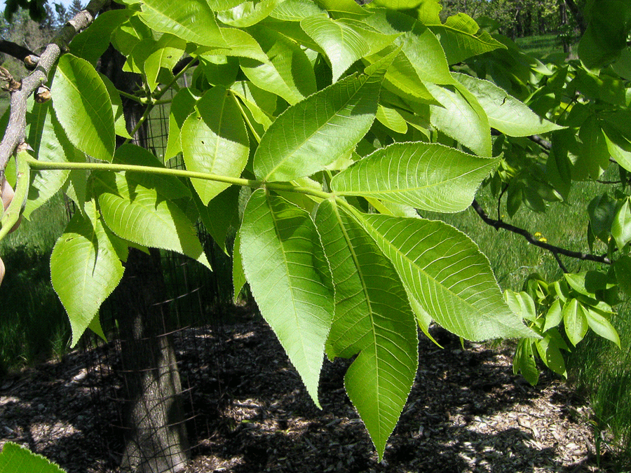 Carya ovata - Shagbark hickory