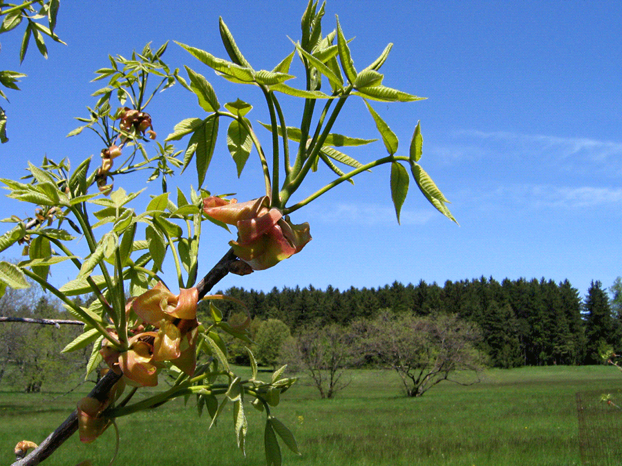 Carya ovata - Shagbark hickory