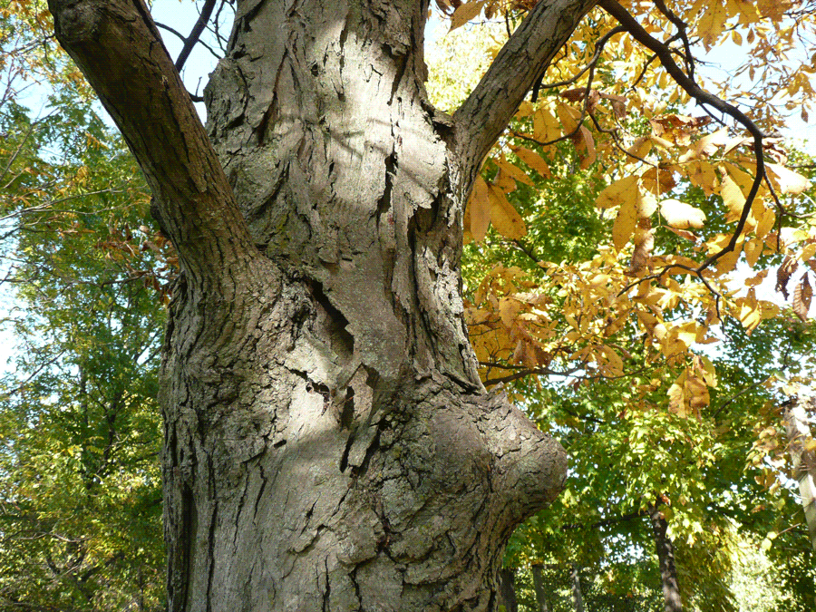Carya ovata - Shagbark hickory
