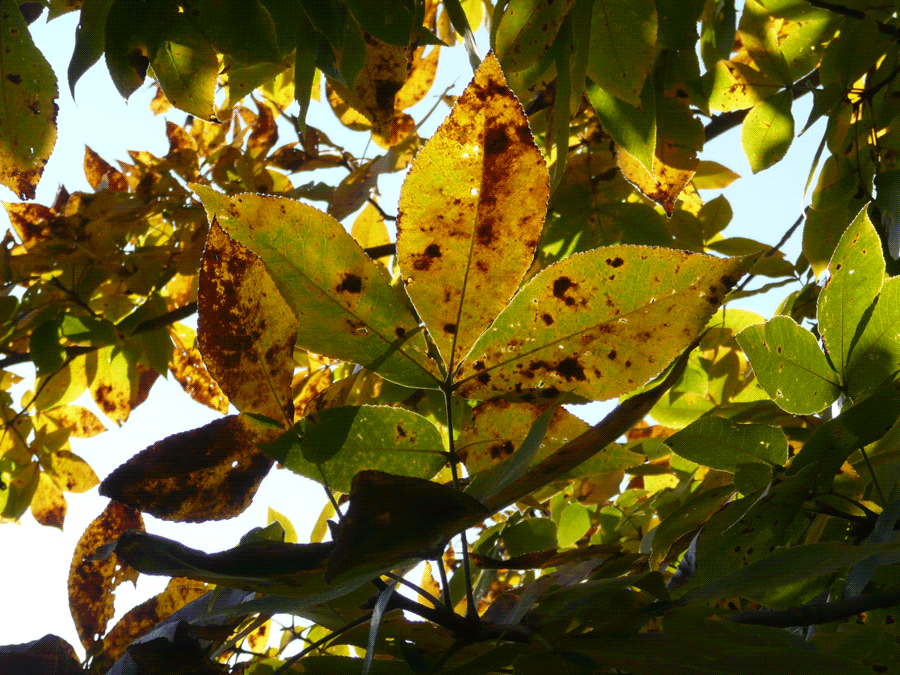Carya ovata - Shagbark hickory