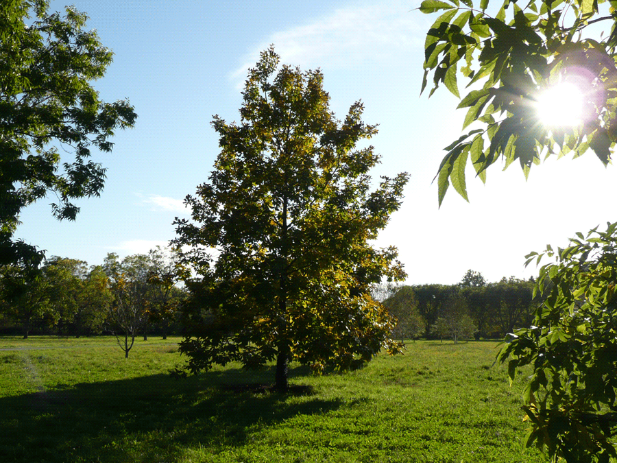 Carya ovata - Shagbark hickory