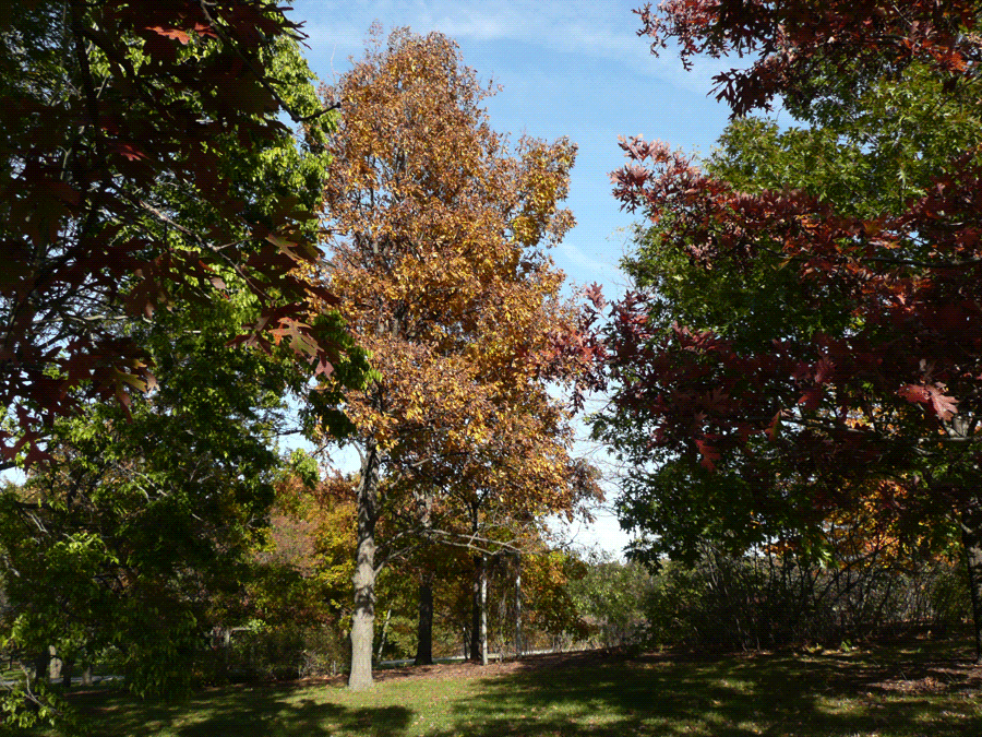 Carya ovata - Shagbark hickory