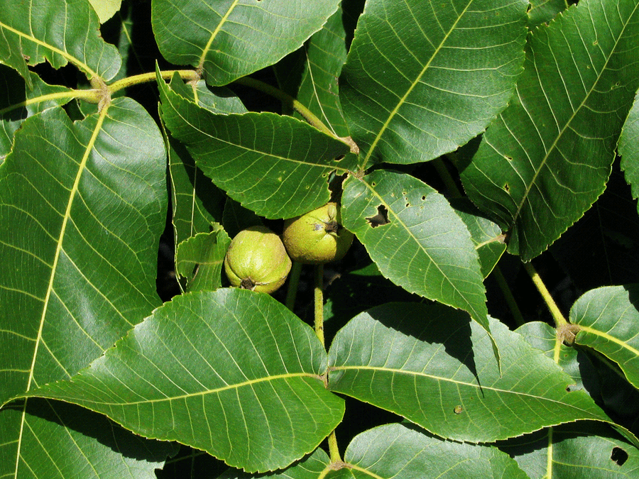Carya ovata - Shagbark hickory