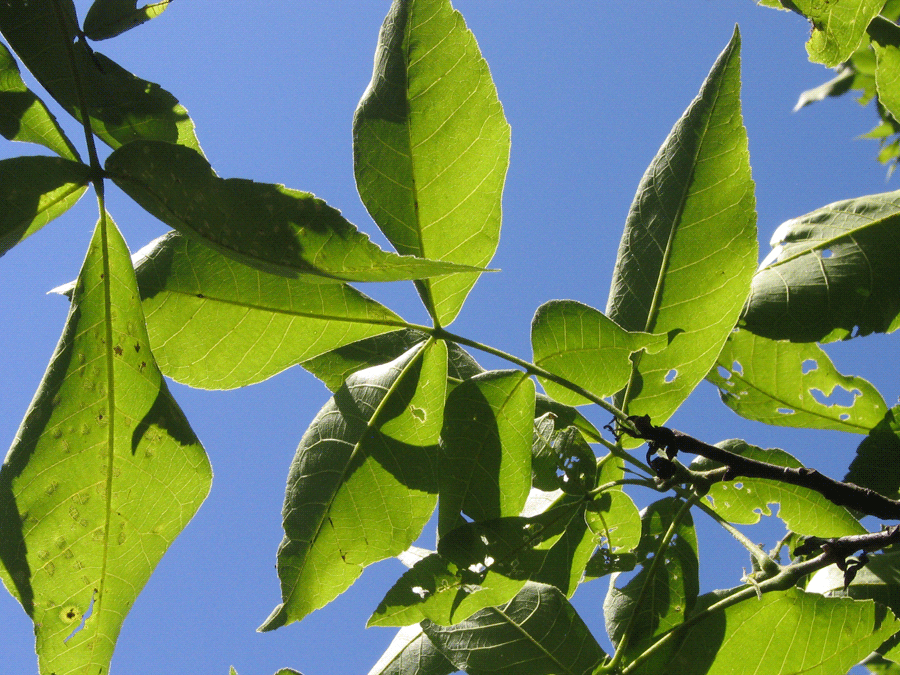Carya ovata - Shagbark hickory