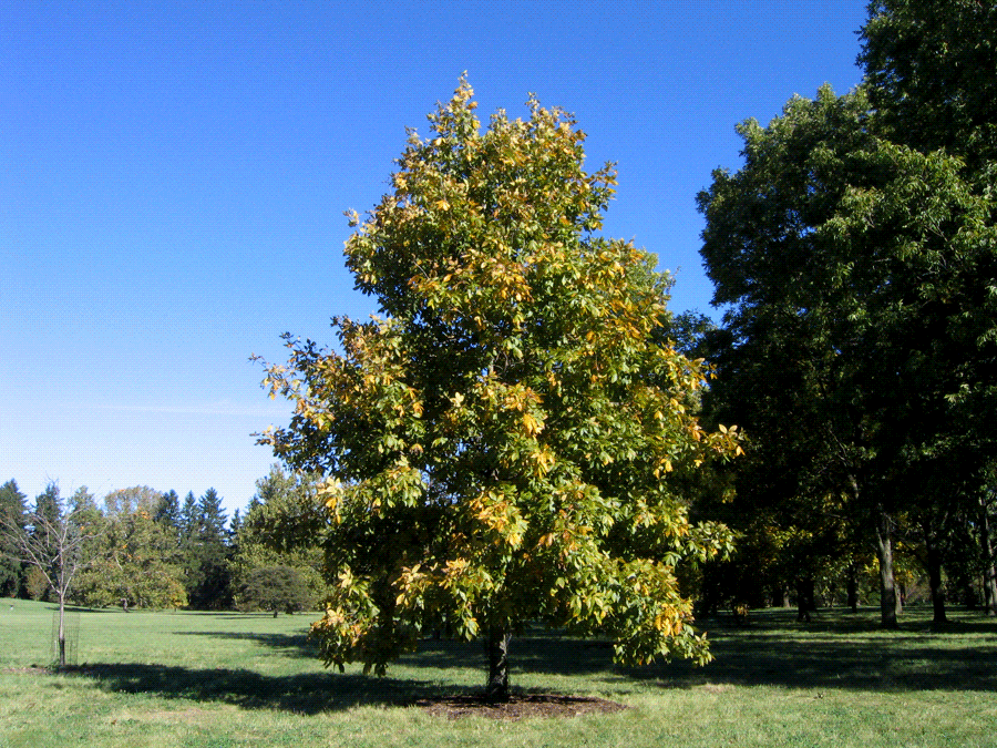 Carya ovata - Shagbark hickory