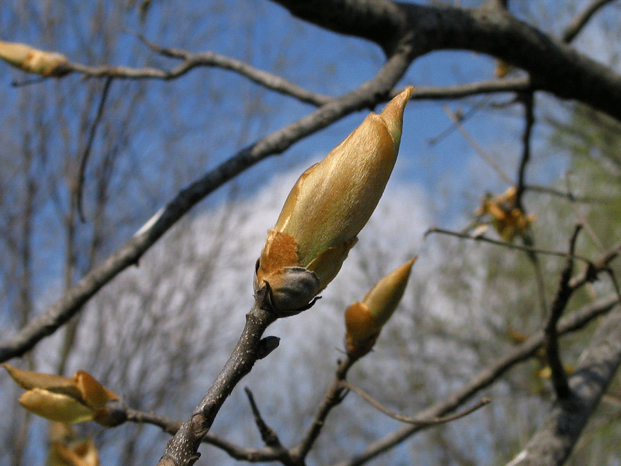 Carya ovata - Shagbark hickory