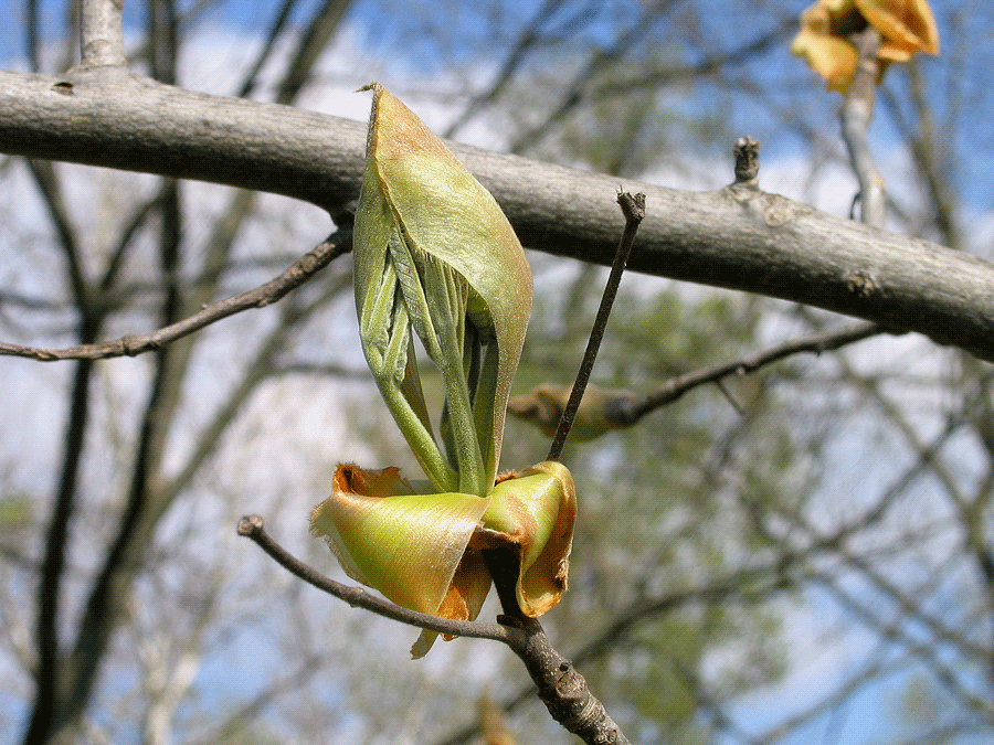 Carya ovata - Shagbark hickory