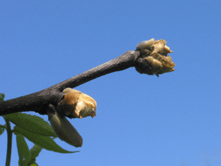Carya ovata - Shagbark hickory