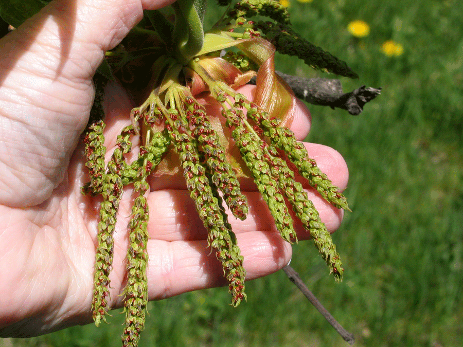 Carya ovata - Shagbark hickory