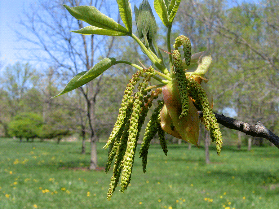 Carya ovata - Shagbark hickory