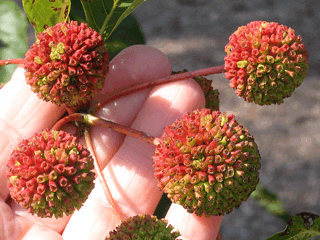 Cephalanthus occidentalis - Buttonbush flowers fall