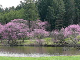 Cercis canadensis, redbud tree group of trees by the lake