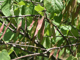 Cercis canadensis, redbud tree spring pods