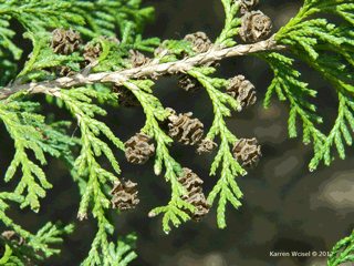 Chamaecyparis pisifera leaves and previous year's cones