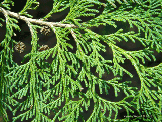 Chamaecyparis pisifera top side of leaves