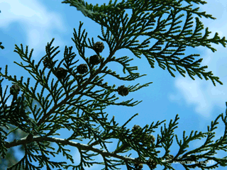 Chamaecyparis pisifera leaves and previous year's cones