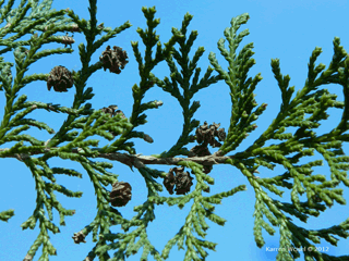 Chamaecyparis pisifera leaves and previous year's cones