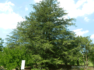 Chamaecyparis pisifera tree habit