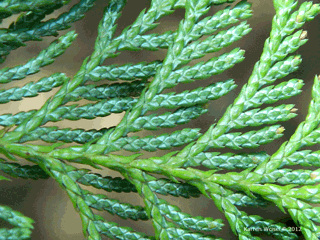 Chamaecyparis pisifera underside of leaves showing white x