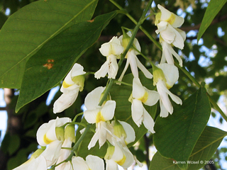 Cladrastis lutea, yellowwood - flowers in June